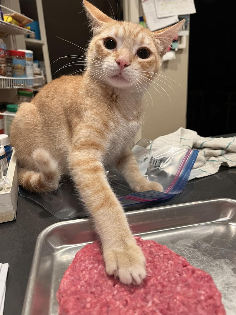 cat sticks paw on ground beef patty.