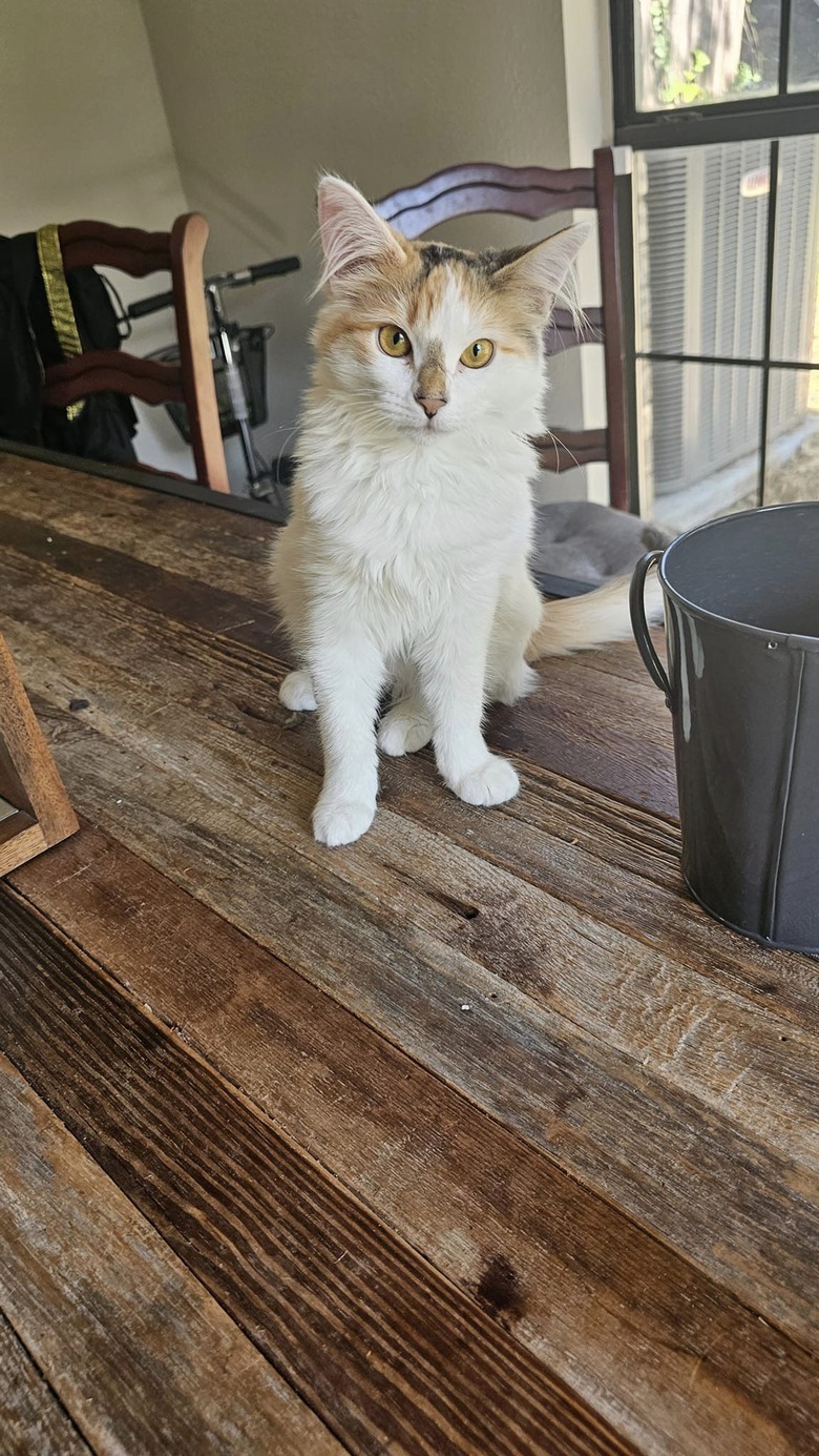 cat looking straight at the camera.