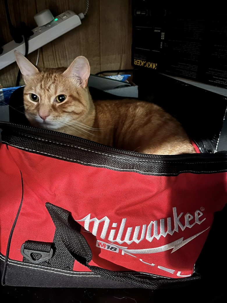 cat prefers to sleep in a bag of tools.