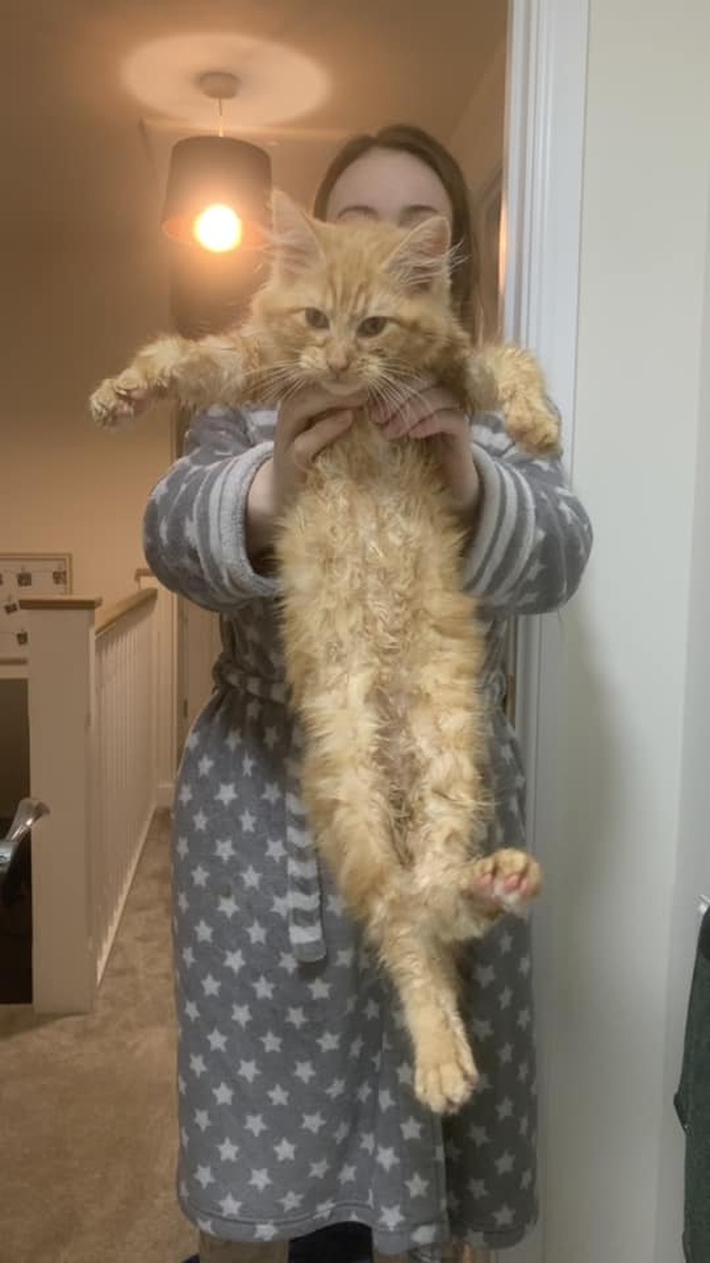 cat climbs into woman's bath tub.