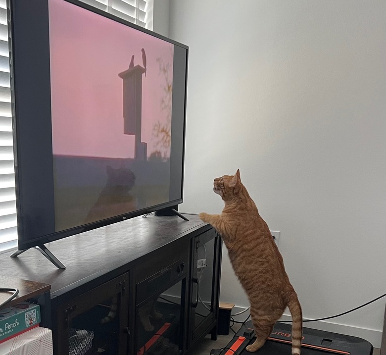 An orange cat watching birds on television.