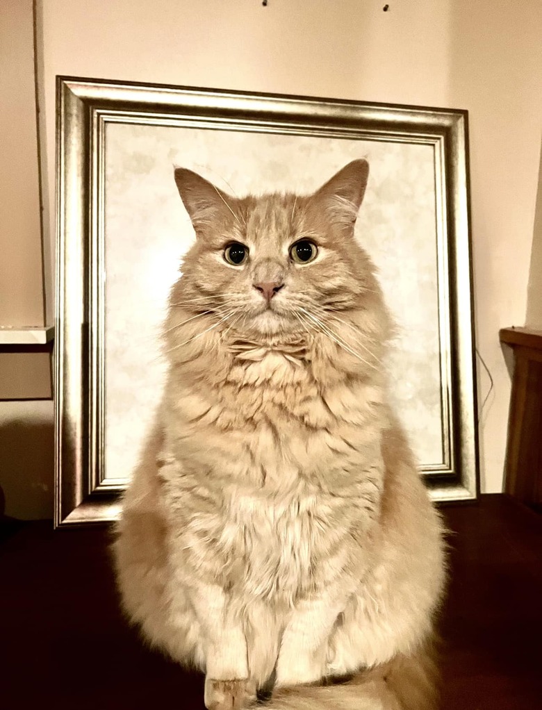 A fluffy orange cat posing in front of picture frame.