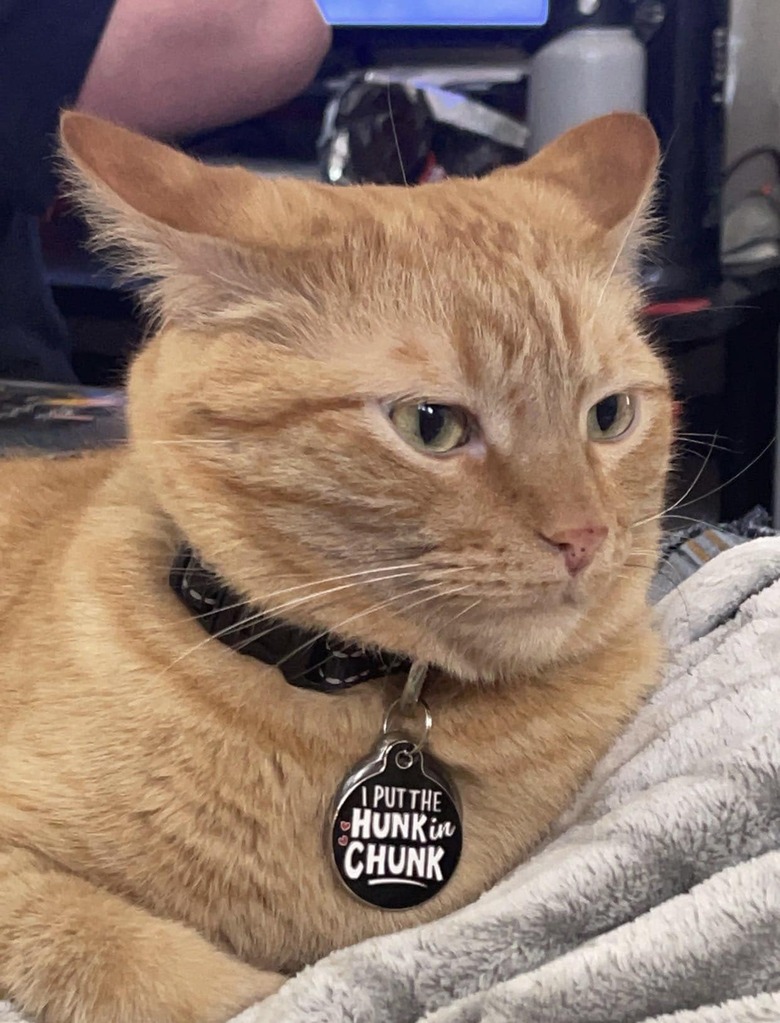 Orange cat wearing collar that reads 