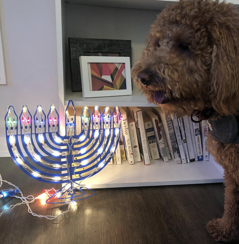 Mini golden doodle standing next to a lit electric menorah and a bookcase.