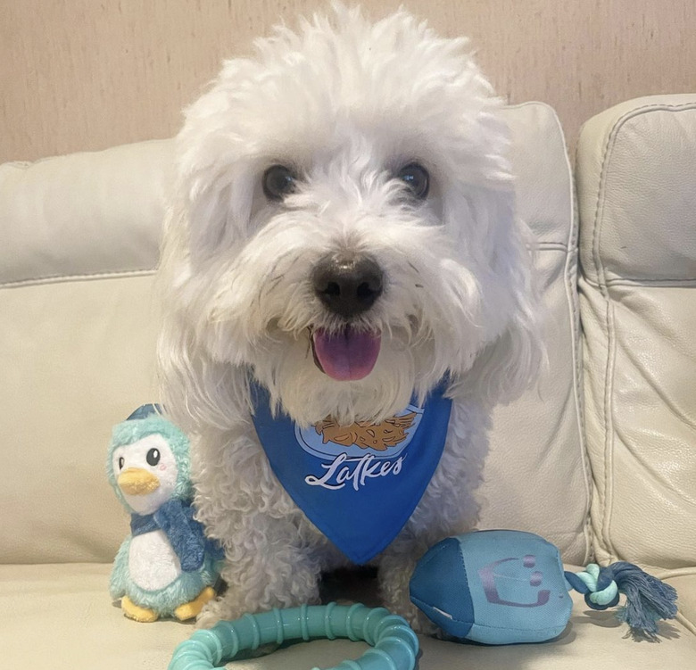 Happy Coto de Tulear wearing a latkes bandana and assorted toys, including a plush dreidel.