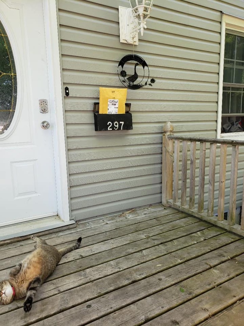 cat flops on back for Amazon delivery.