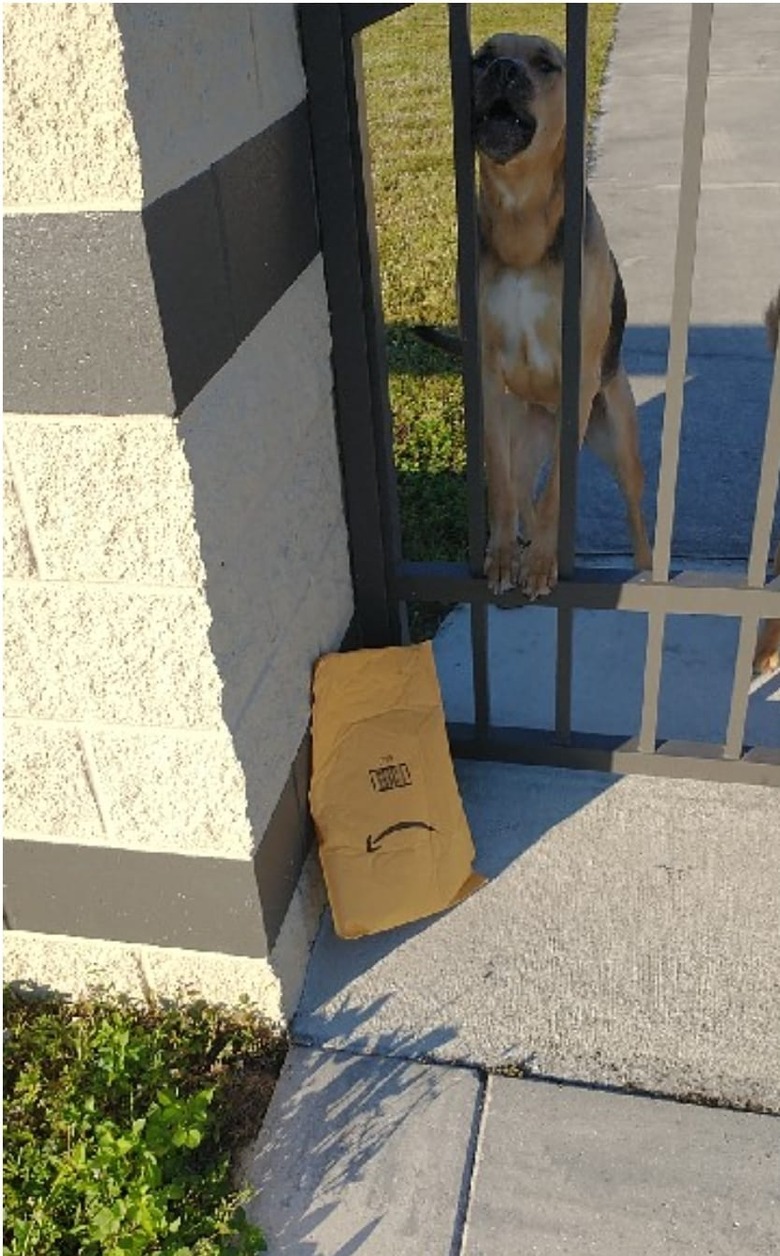 dog barks at Amazon delivery.