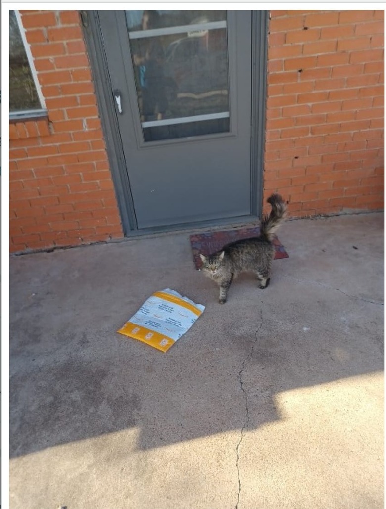 cat sniffs at delivery package.