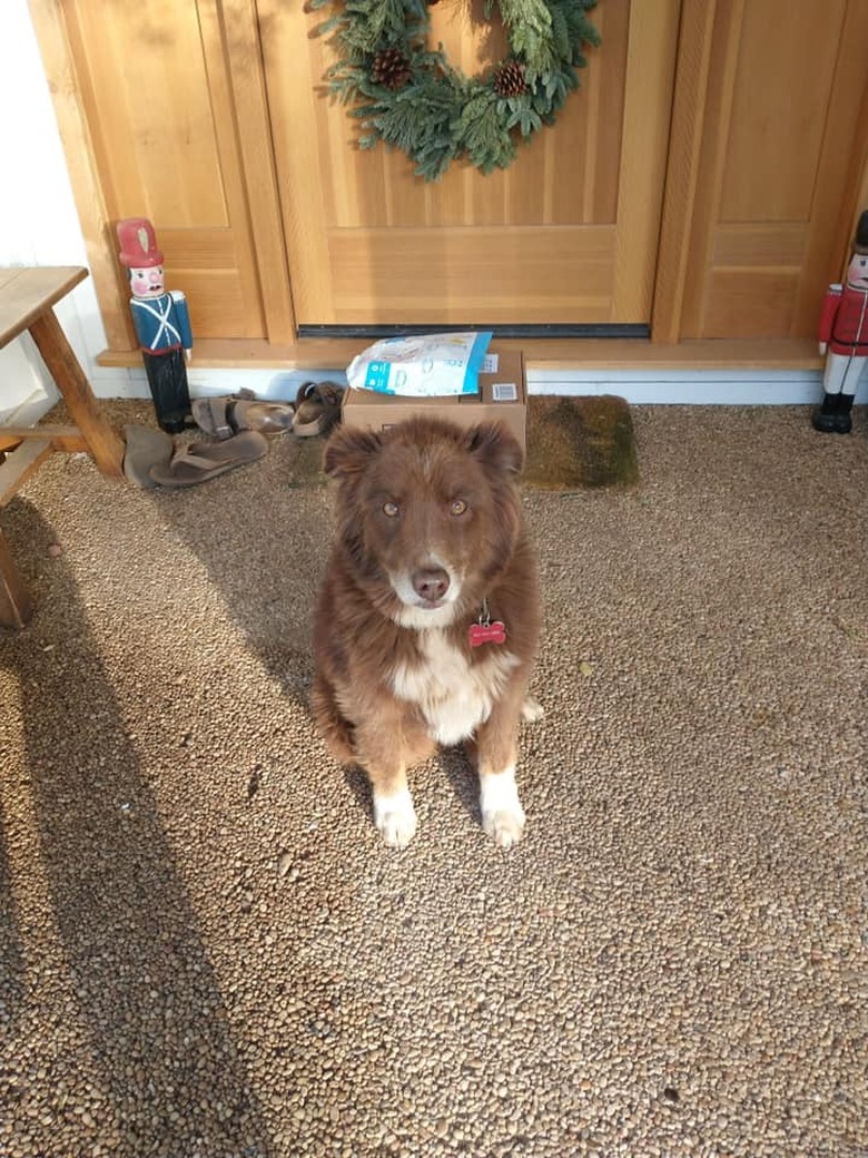 dog guards amazon delivery package.