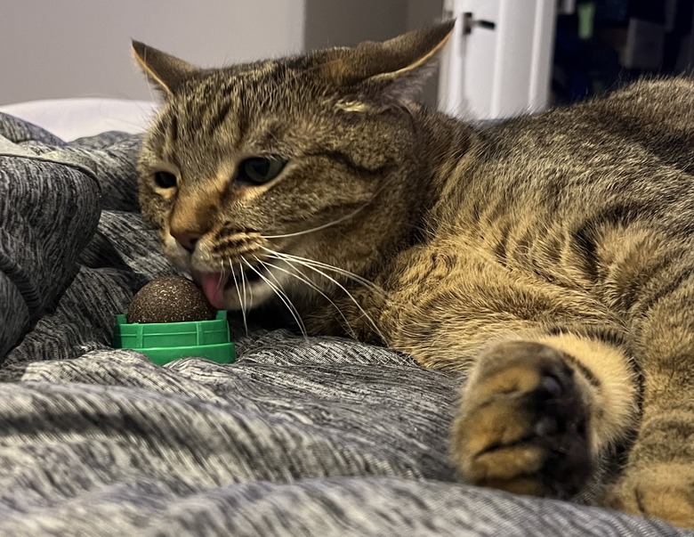 cat licks cat nip ball