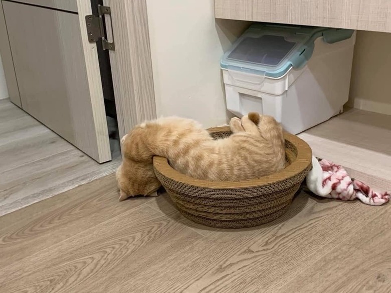 An orange cat spilling out over the edge of their bed.