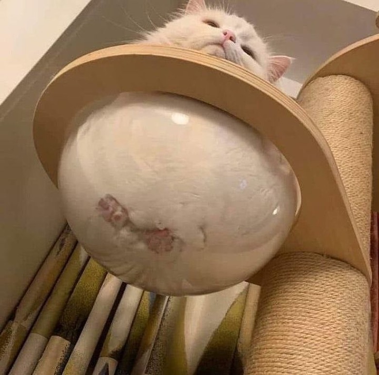 View from underneath a clear bowl-like seat. A white cat is squished inside, and their pink toes are visible.