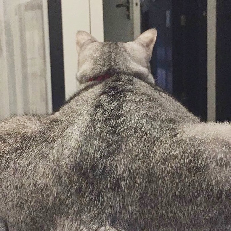 thicc cat