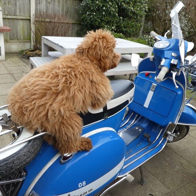 dog on Vespa scooter