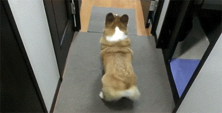 corgi butt