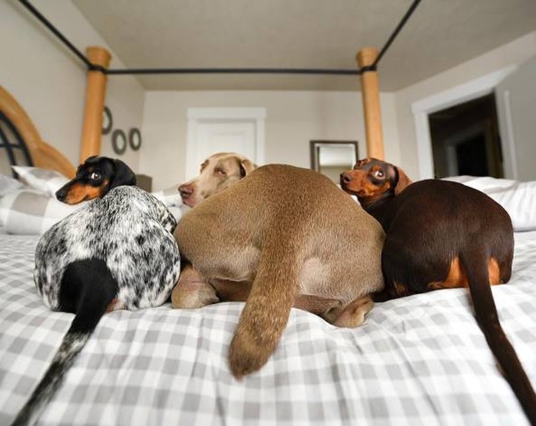 three dogs with big butts