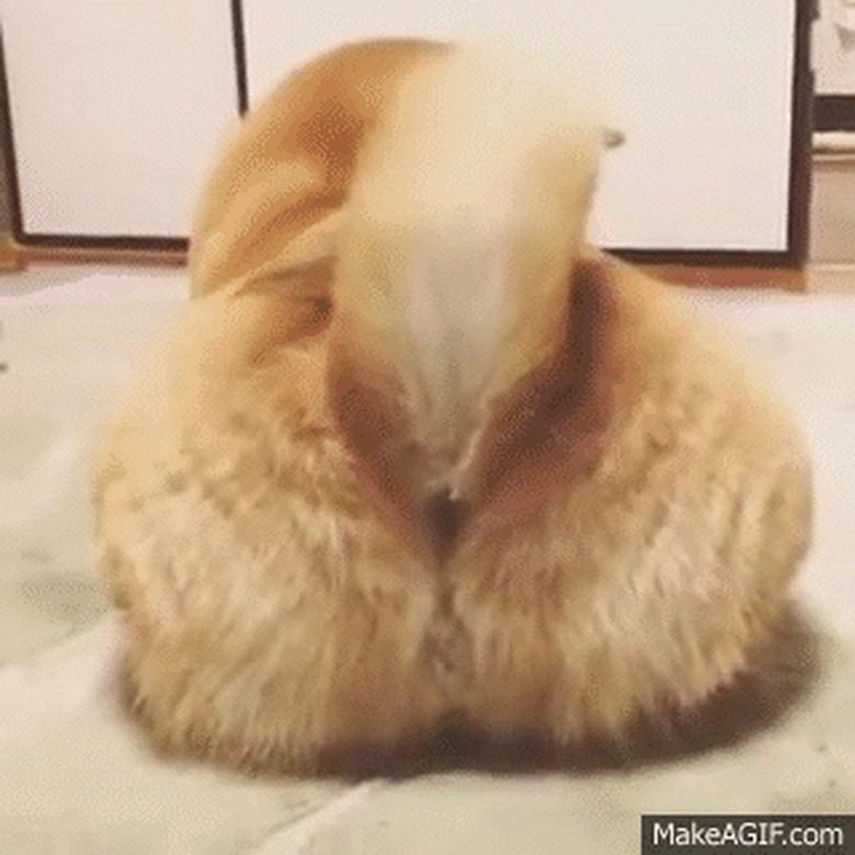 fluff butt