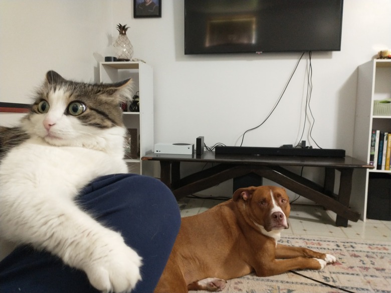 cat with eyes wide at sight of small child coming in for a hug.