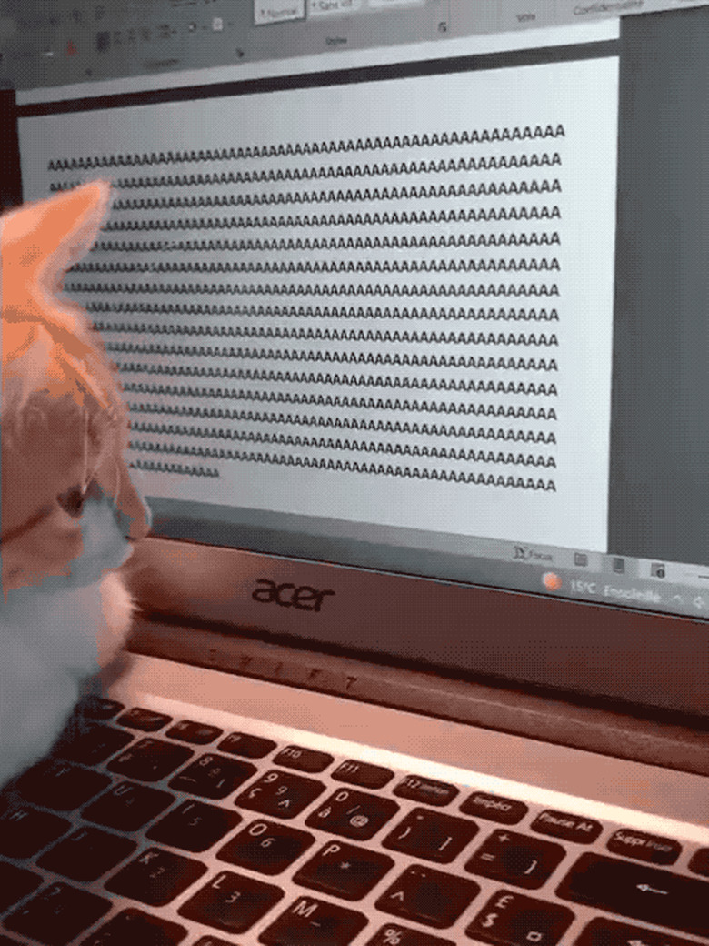 cat sits on laptop keyboard and 'aaaaaaaa' comes up on the screen.