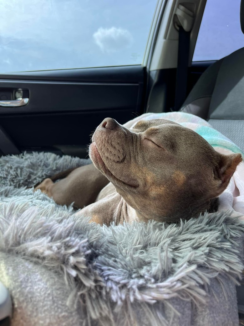 content dog in passenger seat of car.