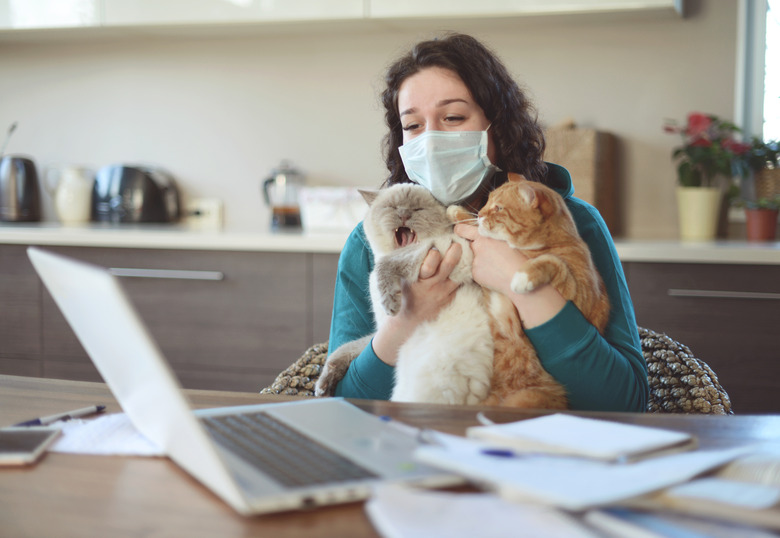 cats fall asleep on woman's lap