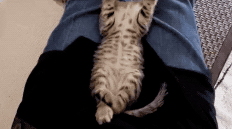 sleeping cat does a stretch