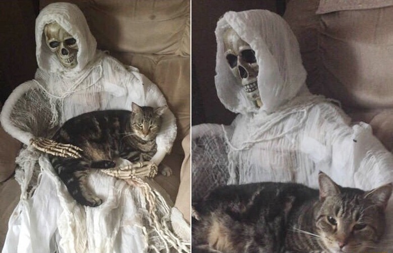 cat sleeps on skeleton