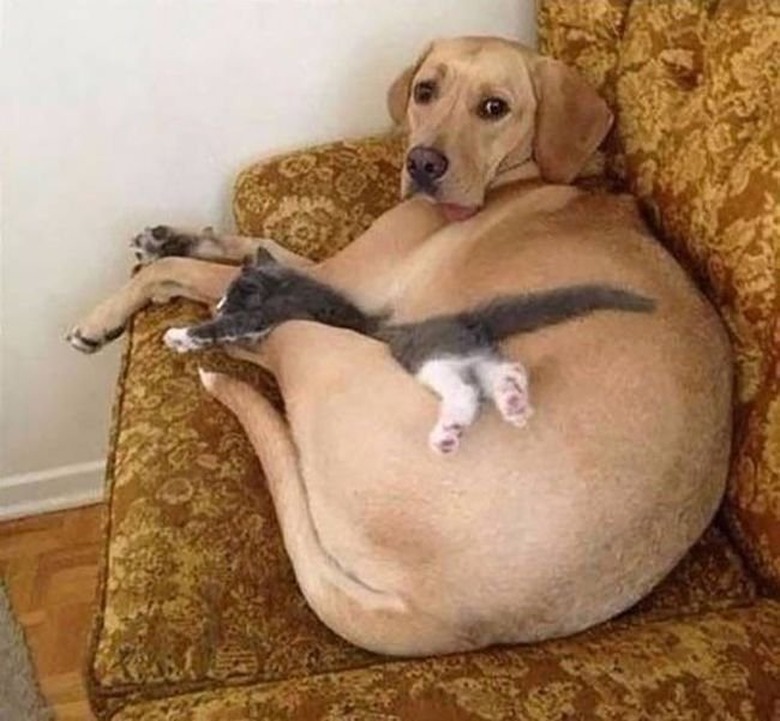 cat sleeping on dog