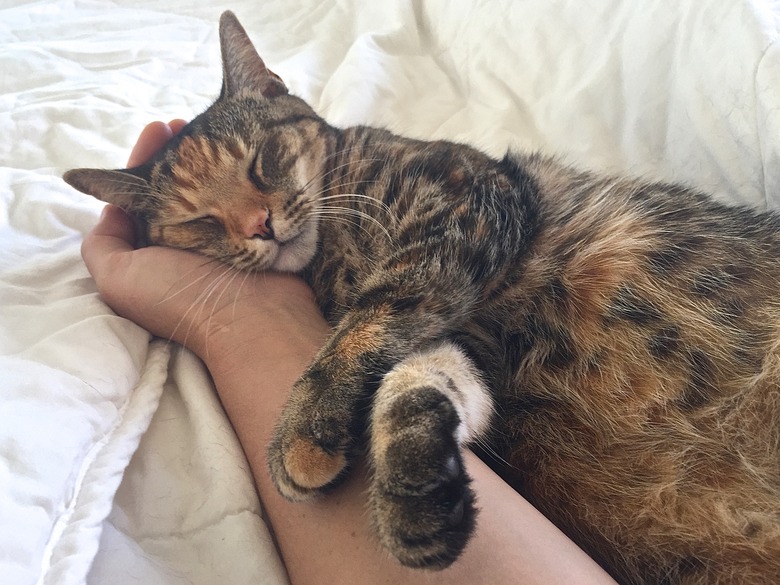 cat sleeps in person's arm