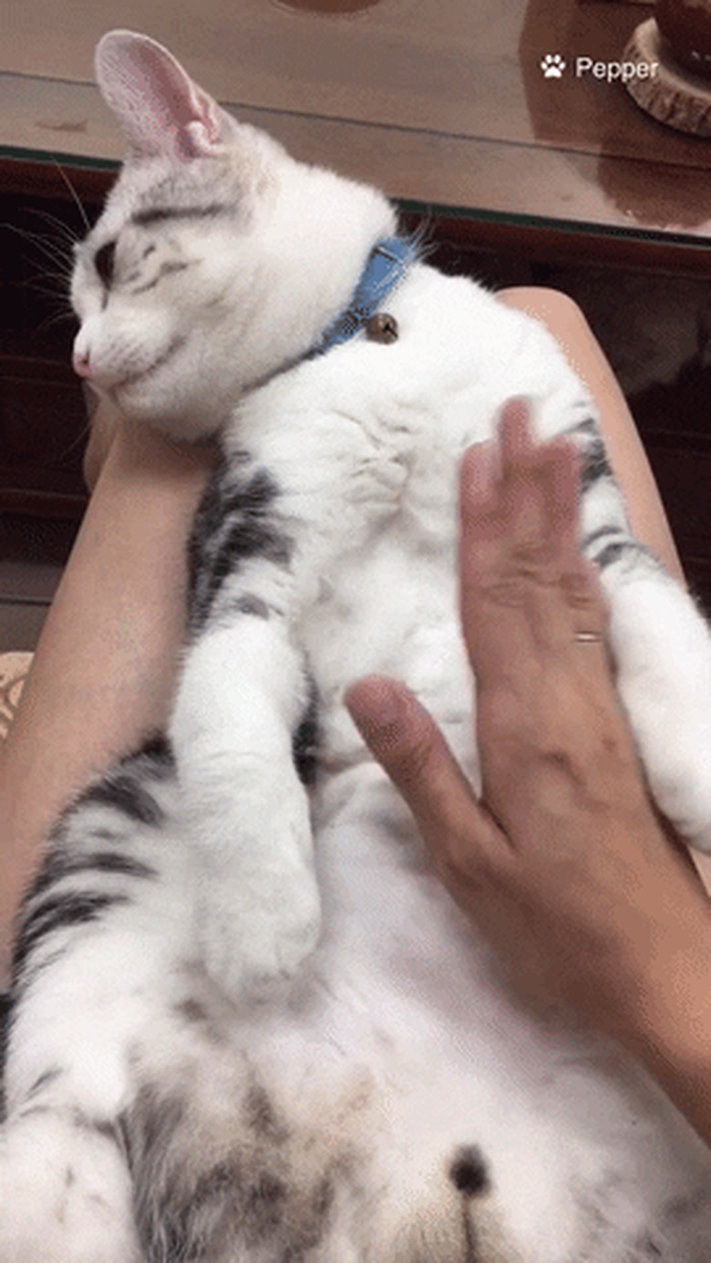 cat sleeps on woman's lap