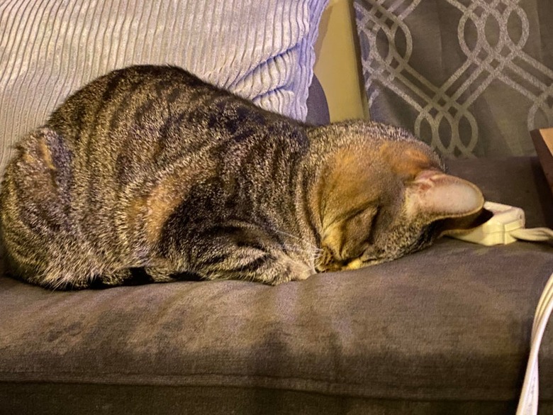 Cat sleeping facedown on couch.