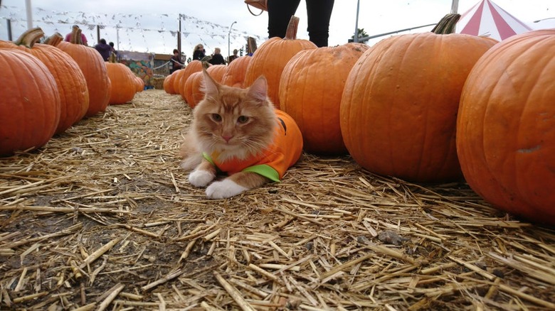 Orange cat surrounded by pumpkins