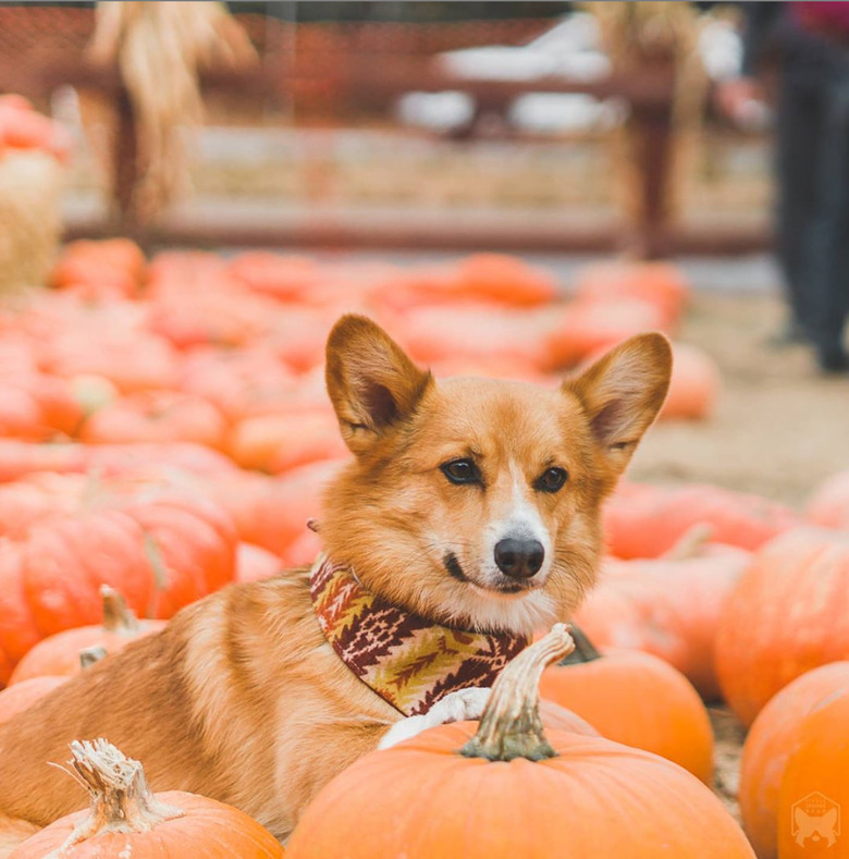 corgi in a scarf at pumpkin patch.