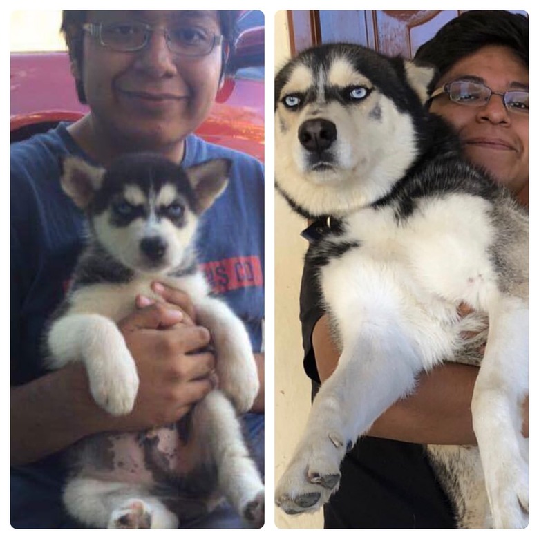 before and after pics show grumpy husky all grown up