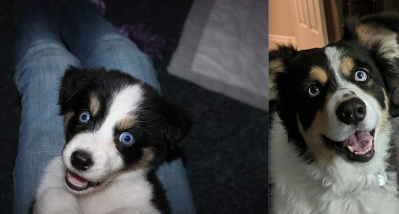 before and after pics show cute puppy all grown up