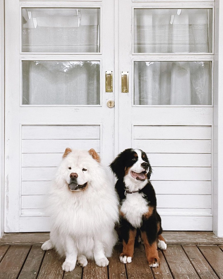 chubby dogs