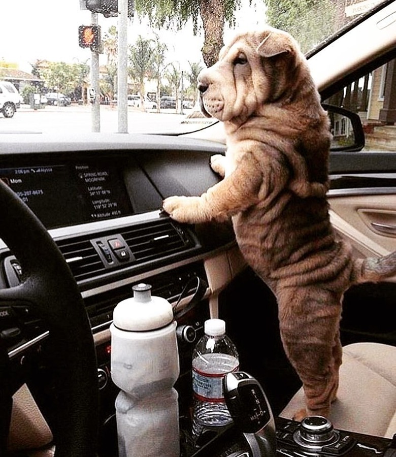 chubby dog ready for drive thru fast food