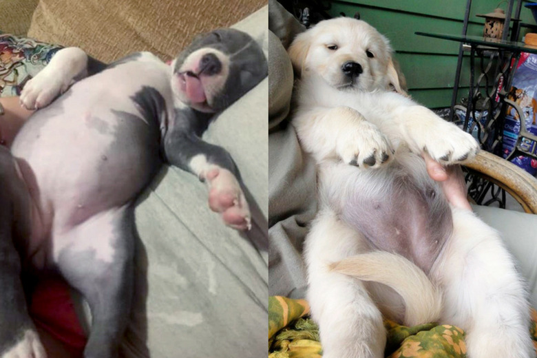 15 Pups With Toned, Sexy Abs