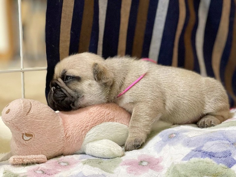 chubby puppy pancakes stuffed animal