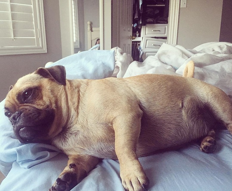 chubby pug