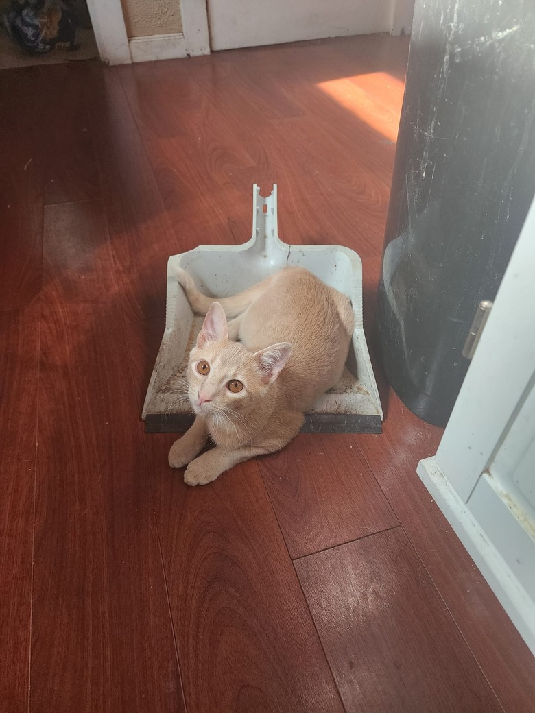 cat sleeping in dust pan.