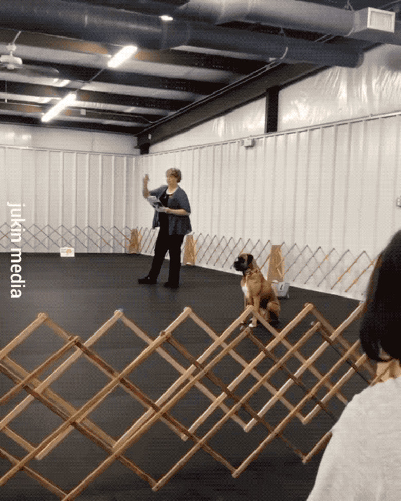 excited dog overreacts at obedience school.