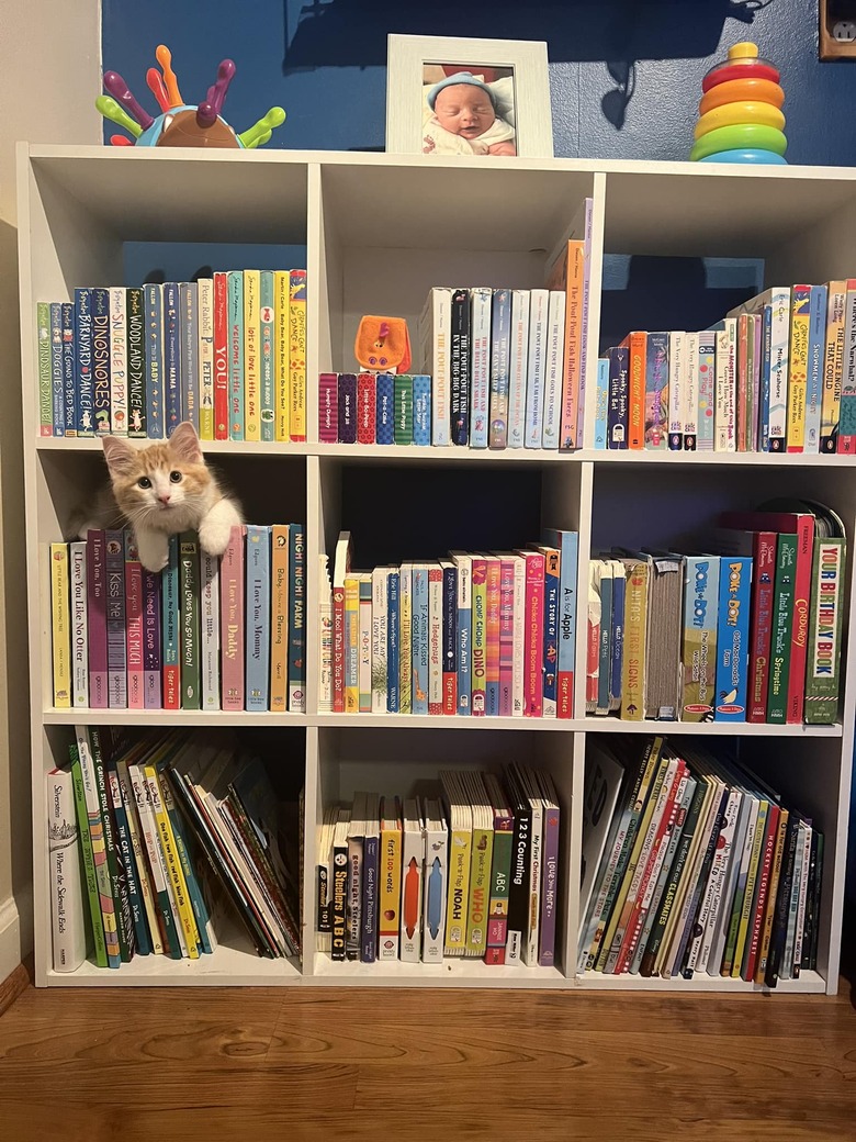 cat in book shelf.