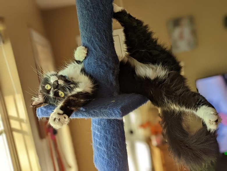 cat on cat tower does the razzle dazzle.