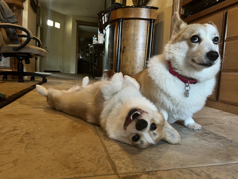 funny corgis pose for photo