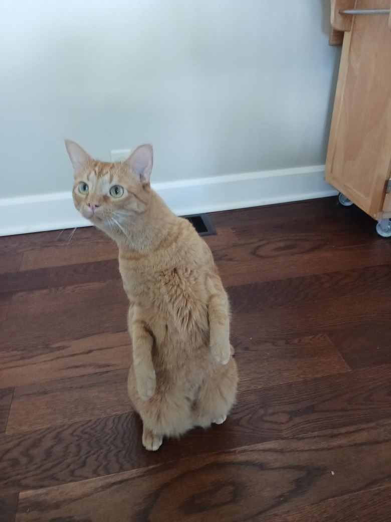 cat extending neck to get better look at person.