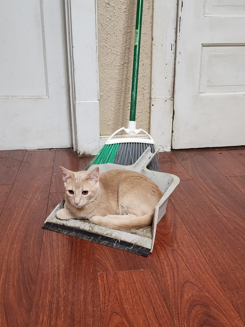 cat claims dust pan as its new bed.