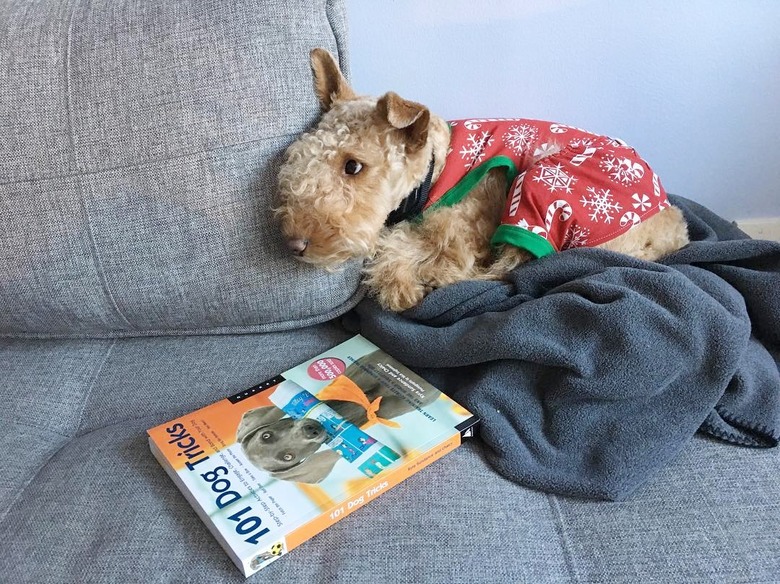 dog in pajamas reading book