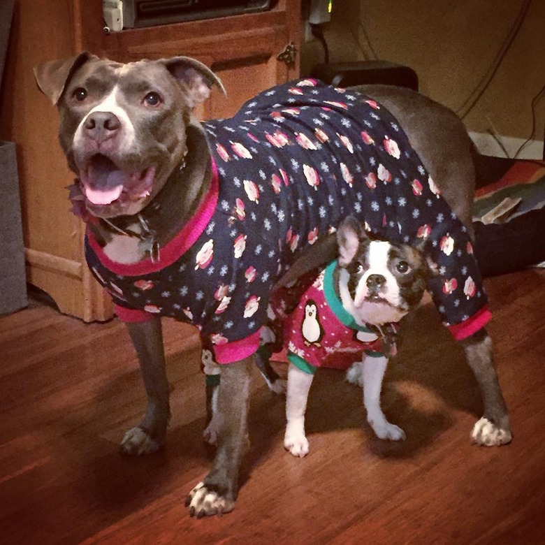 dogs in pajamas