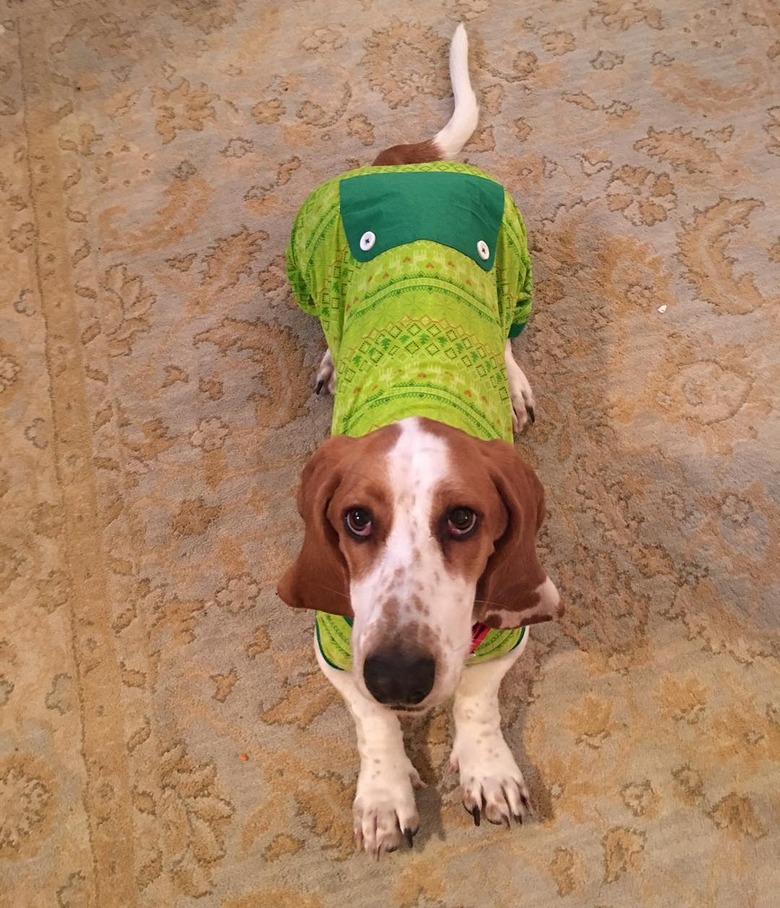 dog in green pajams